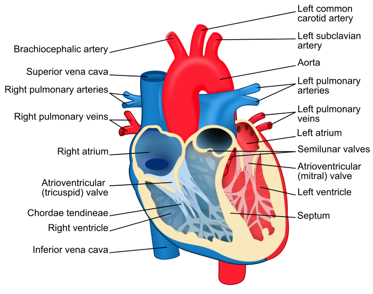 Difference Between Left And Right Ventricle Definition Anatomy Difference Between Left And Right Ventricle Definition Anatomy