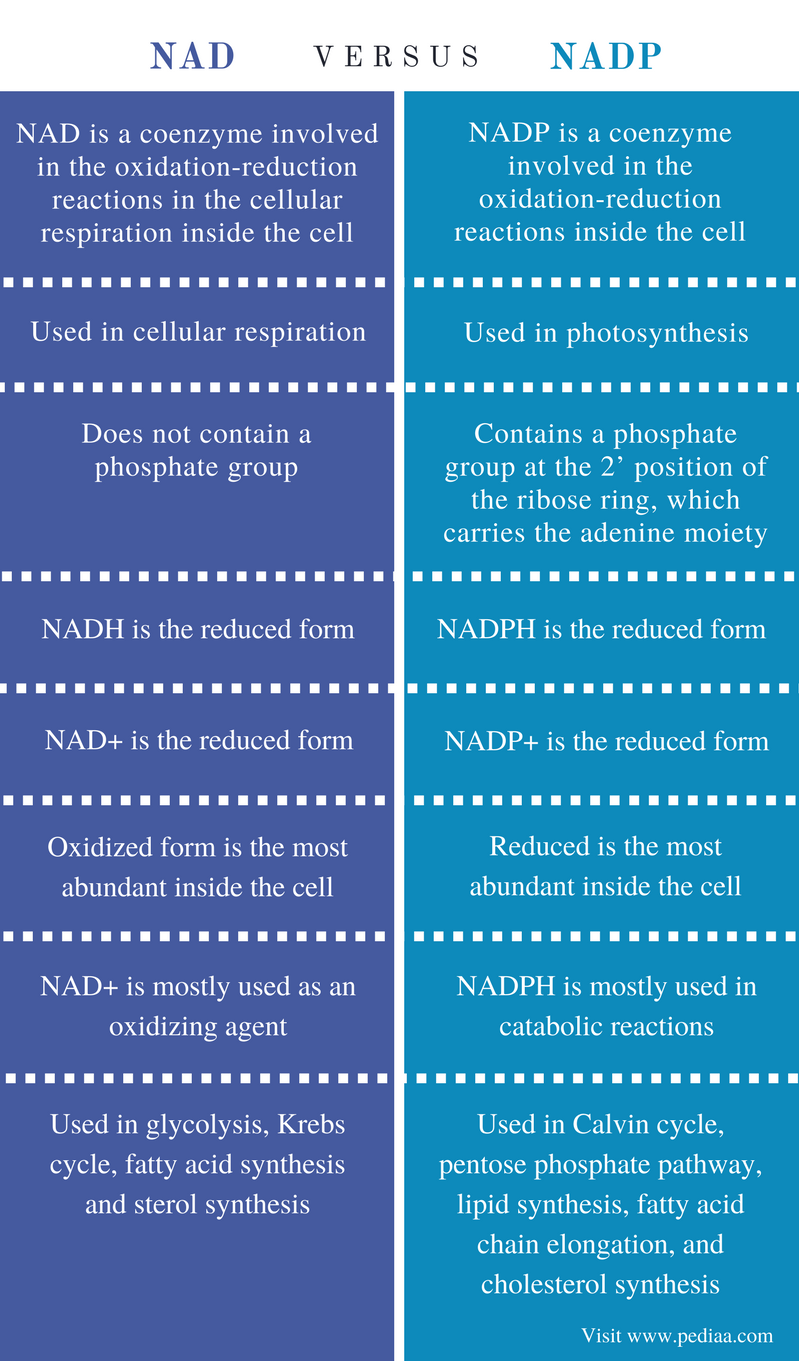 difference-between-nad-and-nadp-definition-features-function