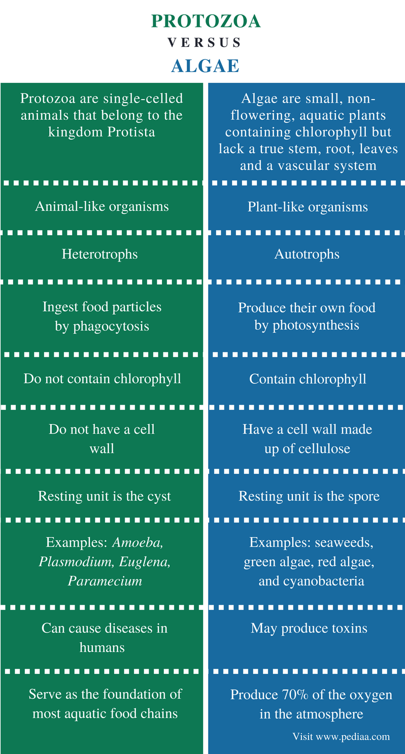 Difference Between Protozoa and Algae Definition