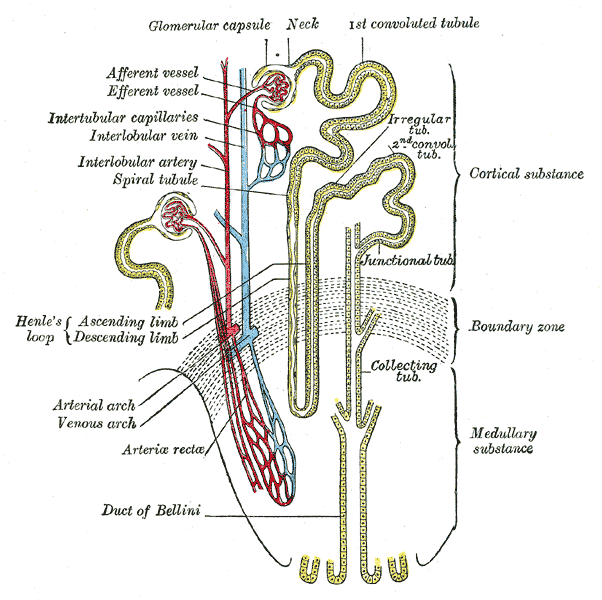 Main Difference - Renal Corpuscle vs Renal Tubule