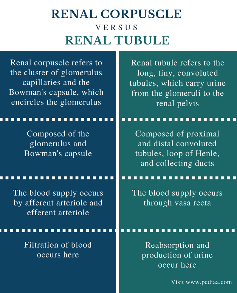 distinguish-between-renal-corpuscle-and-renal-tubule-definition