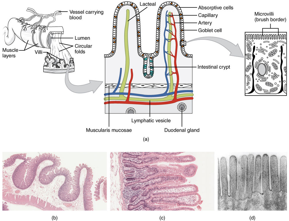 Difference Between Small And Large Intestine Definition Components 