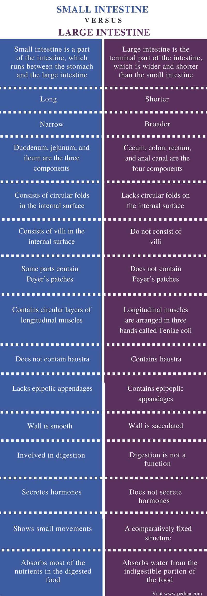 Difference Between Small and Large Intestine Definition Components