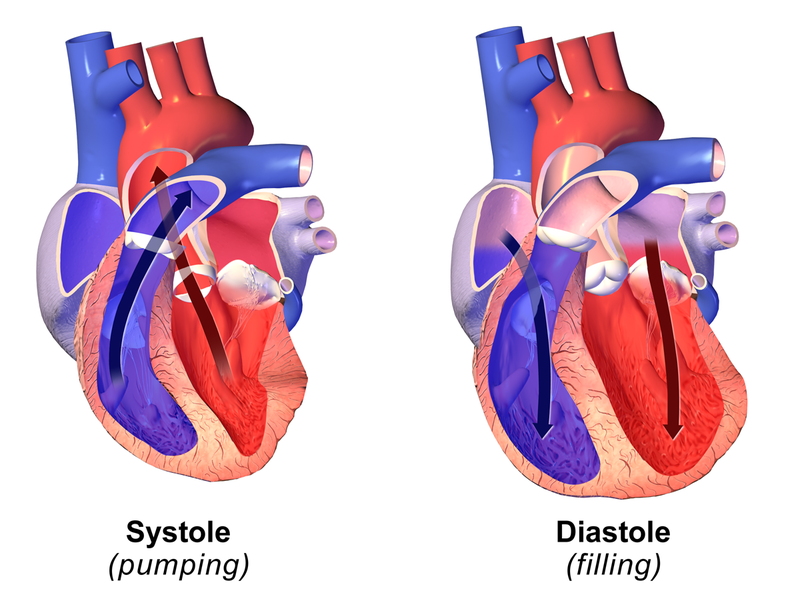 Heart Systolic And Diastolic Chart