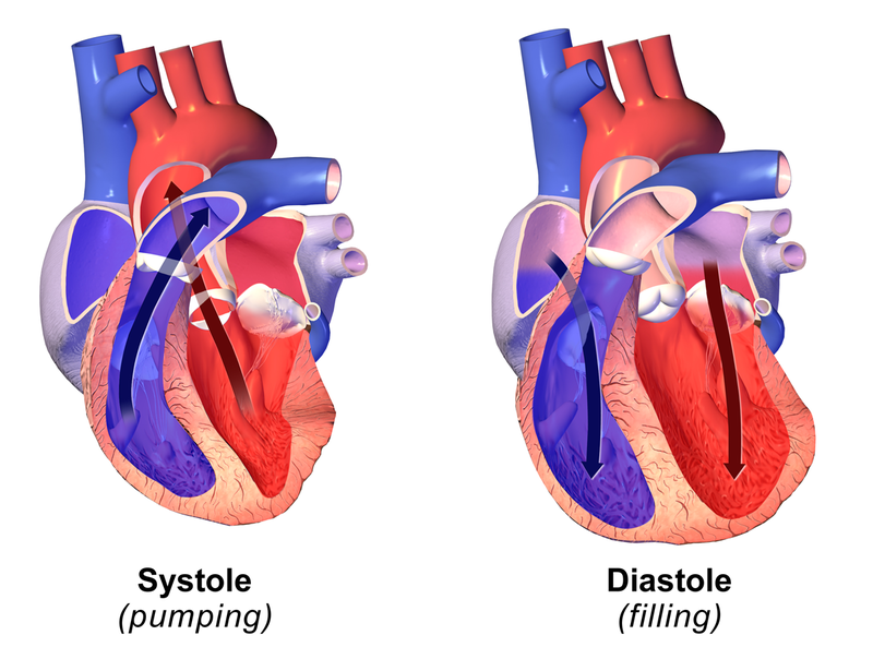 Difference Between Systolic And Diastolic Definition Normal Pressure 