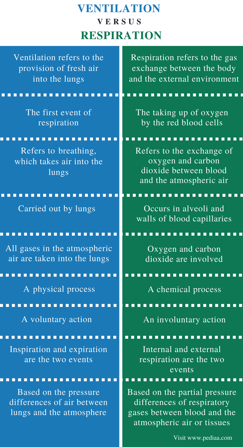 difference-between-ventilation-and-respiration-definition-process-role