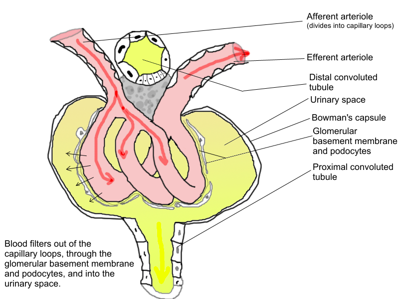 Difference Between Afferent and Efferent Arterioles | Definition