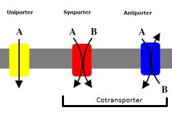 Difference Between Active and Passive Diffusion_Figure 2