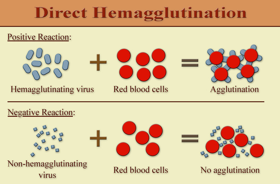 Meaning coagulate Coagulation: What