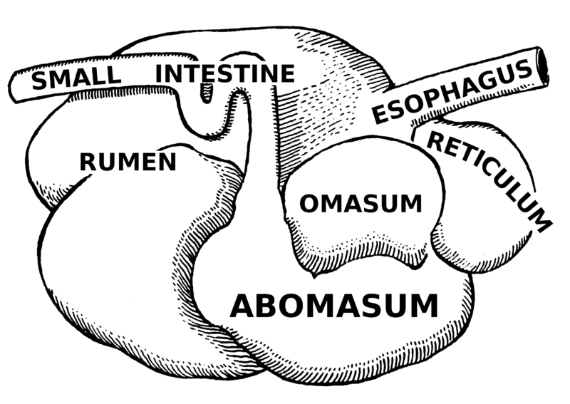 Main Difference - Alimentary Canal of Herbivores vs Carnivores
