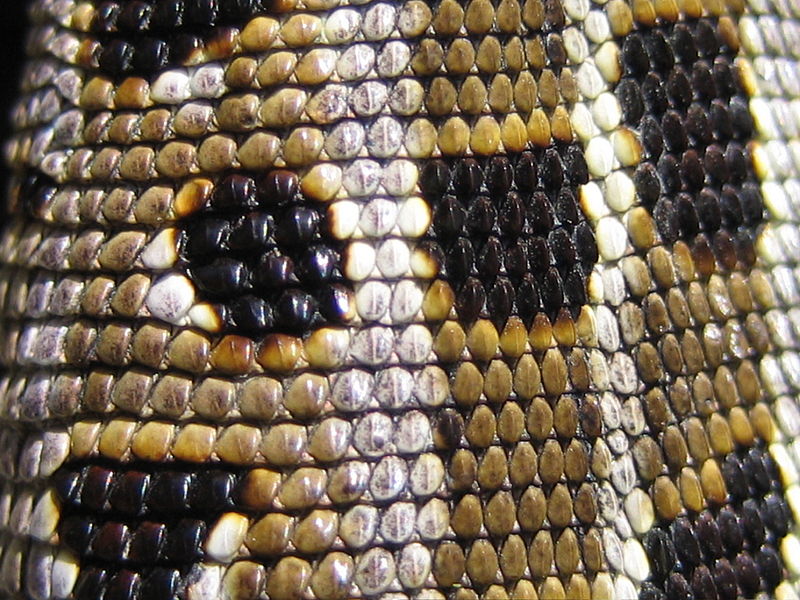 Difference Between Amphibians and Reptiles_Figure 4