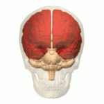 Difference Between Cerebrum and Cerebral Cortex