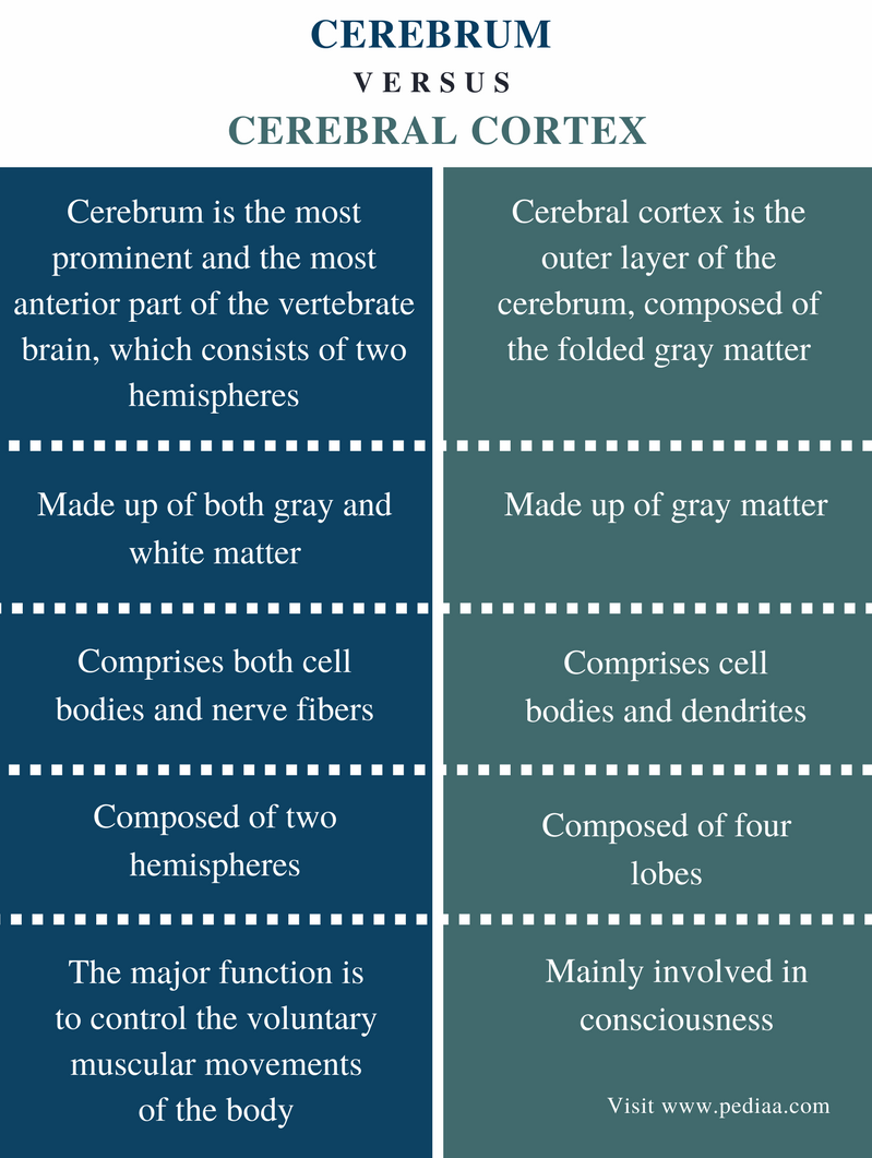 Difference Between Cerebrum And Cerebral Cortex Definition Regions