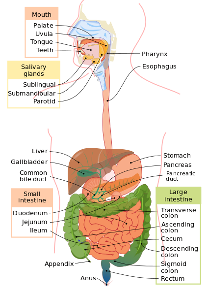 Difference Between Cow and Human Digestive System | Definition