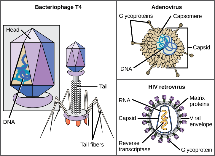 difference-between-dna-and-rna-viruses-pediaa-com