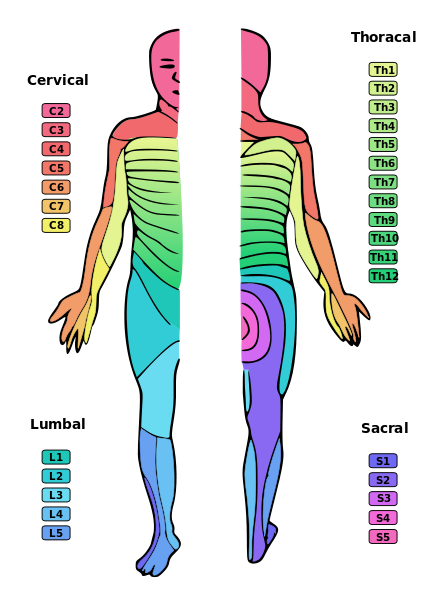 Difference Between Dermatome and Myotome โ Pediaa.Com Biology Diagrams