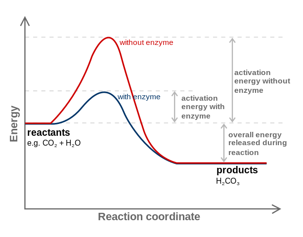 Difference Between Energy And Activation Energy | Definition, Forms Of ...