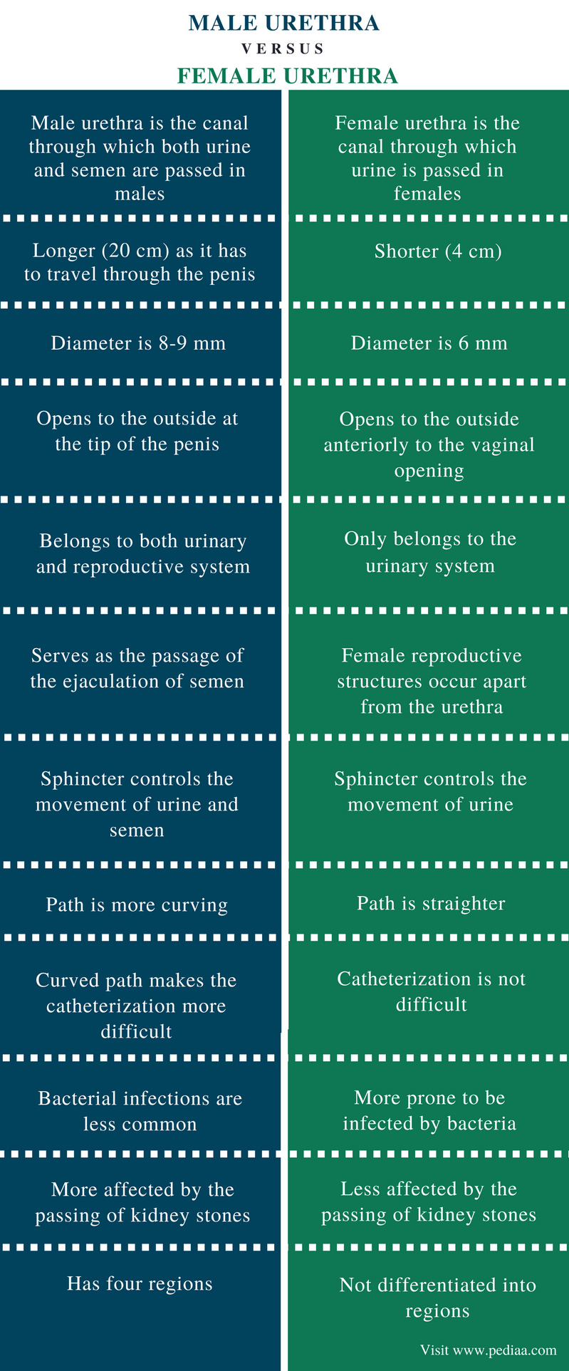 Difference Between Male and Female Urethra | Definition, Length