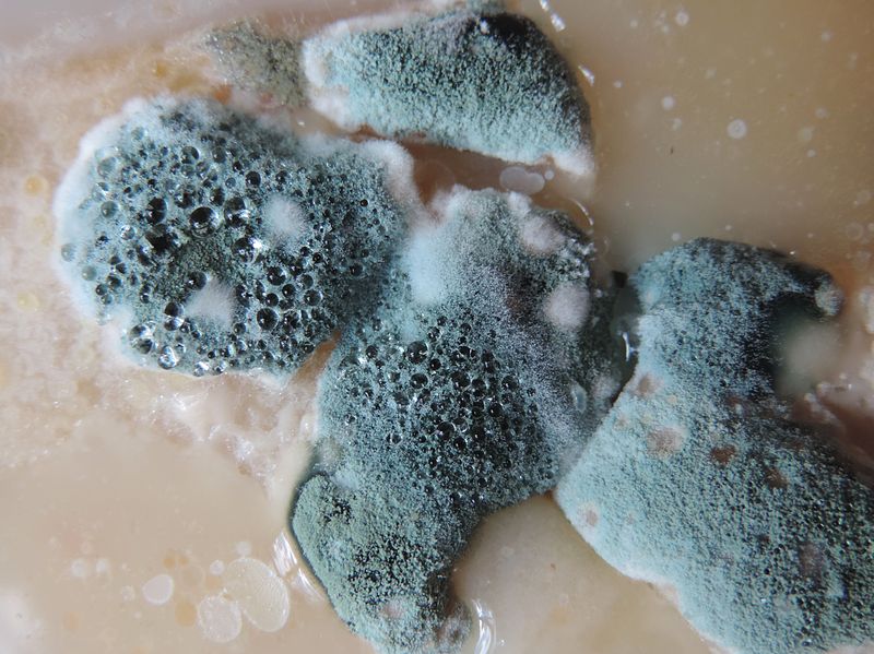 What Fungi Is Black Mold