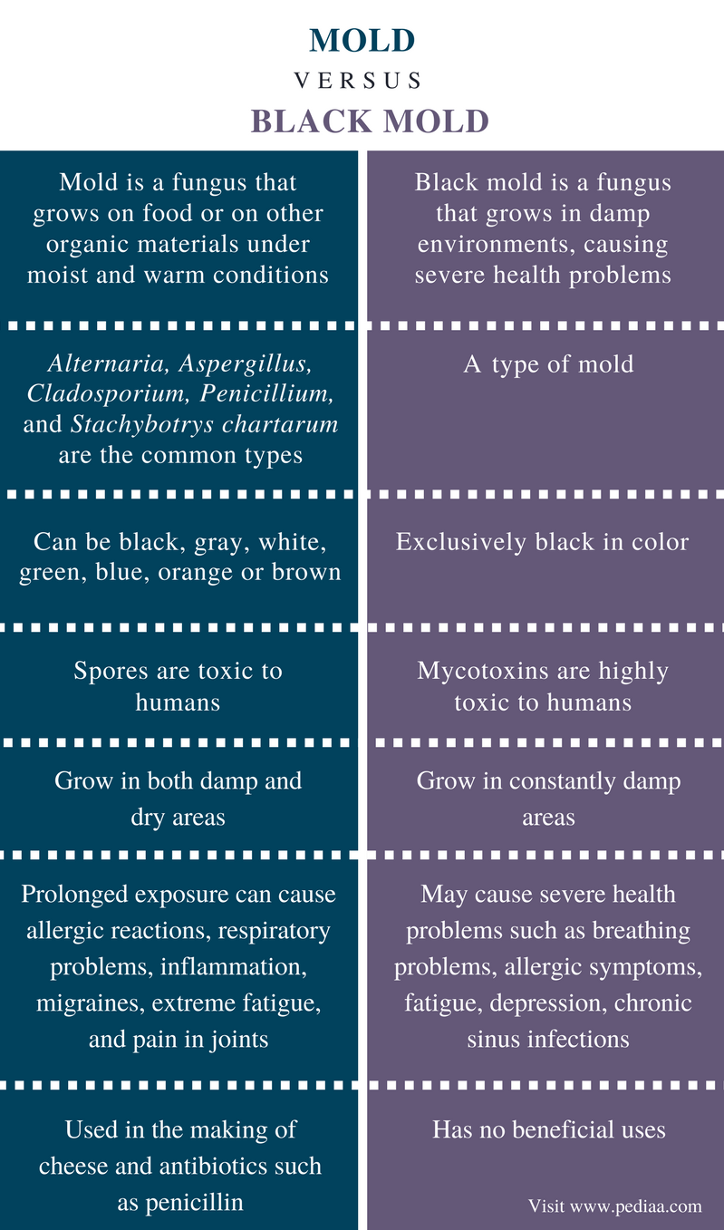 difference-between-mold-and-black-mold-definition-features-health