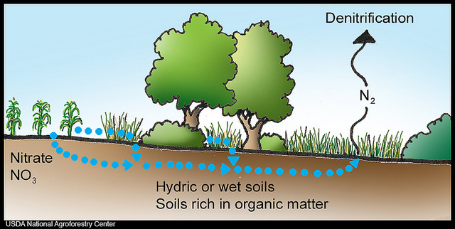 Main Difference - Nitrification vs Denitrification