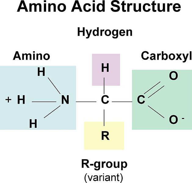 What Are The Differences Between Amino Acids