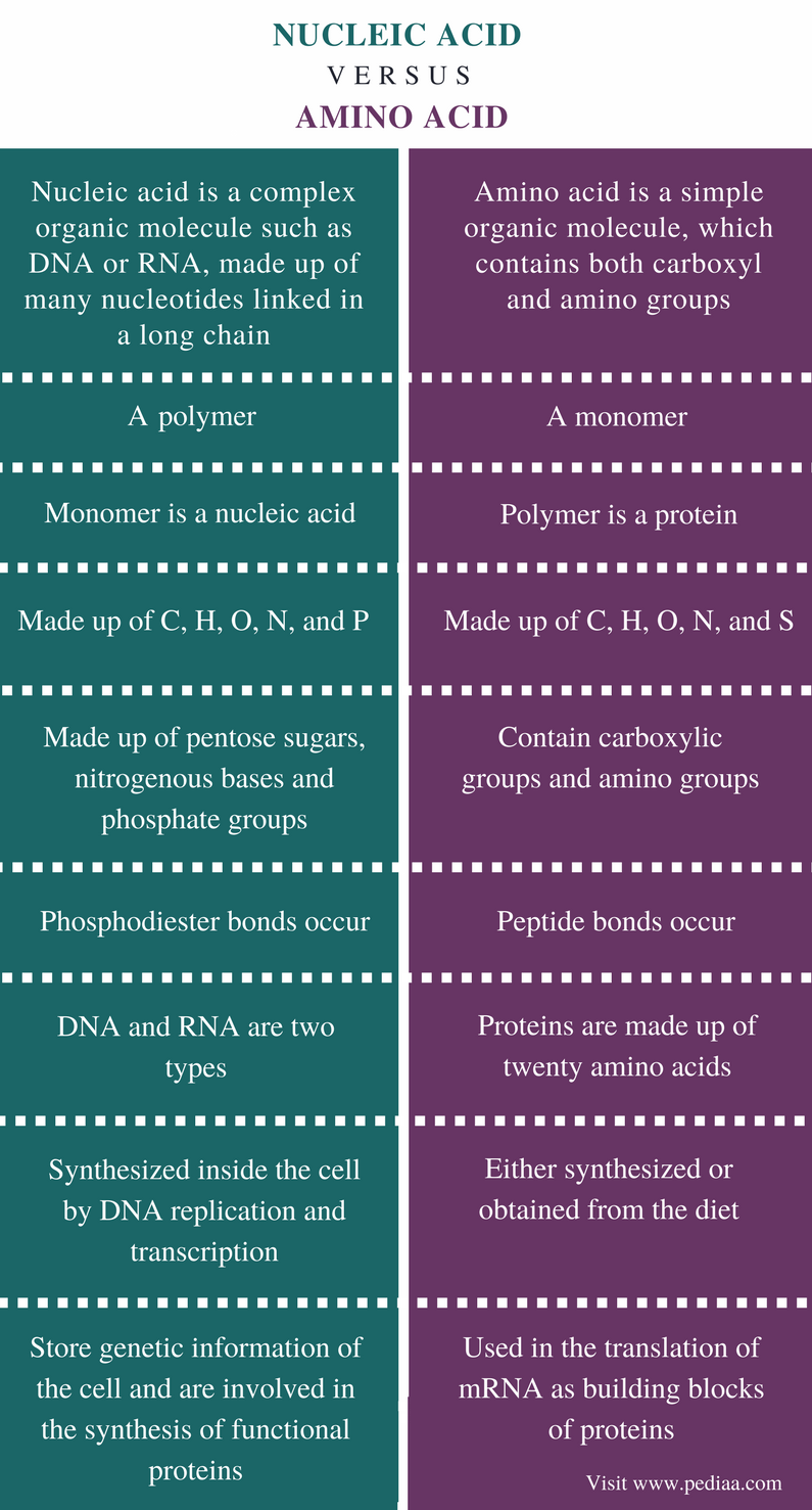 Difference Between Nucleic Acid and Amino Acid Definition, Structure