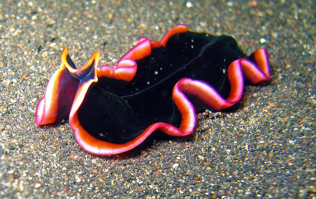 Platyhelminthes és nematoda különbségek, Mik azok a síkféregek
