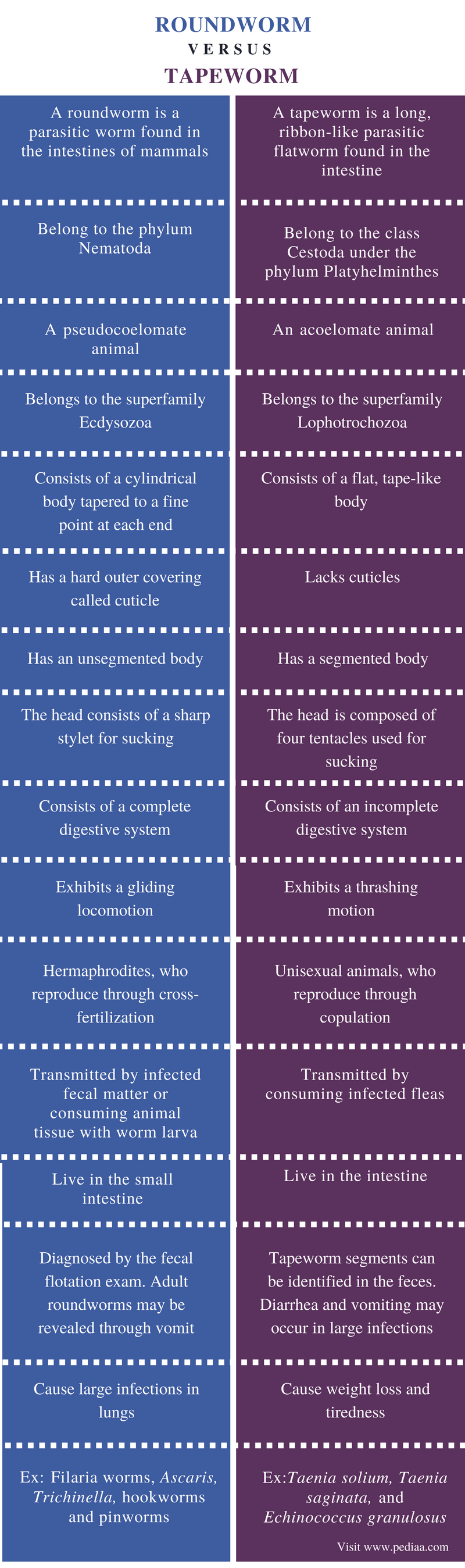 Difference Between Roundworm And Tapeworm Definition Body Structure Pathology Similarities And Differences