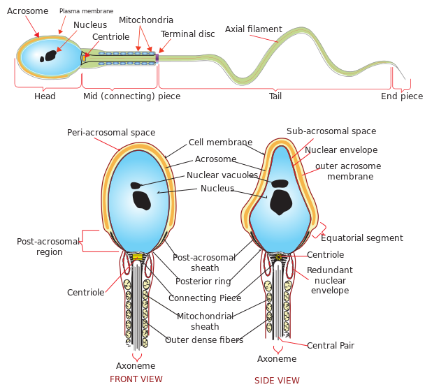 Difference Between Sperm and Semen – Pediaa.Com