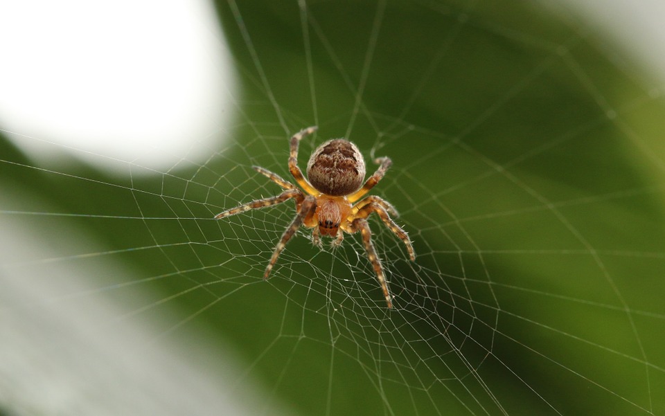 Difference Between Spiders And Insects Definition Body Parts