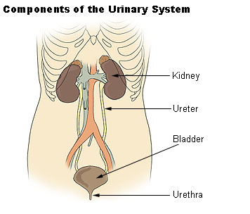 Main Difference - Ureter vs Urethra