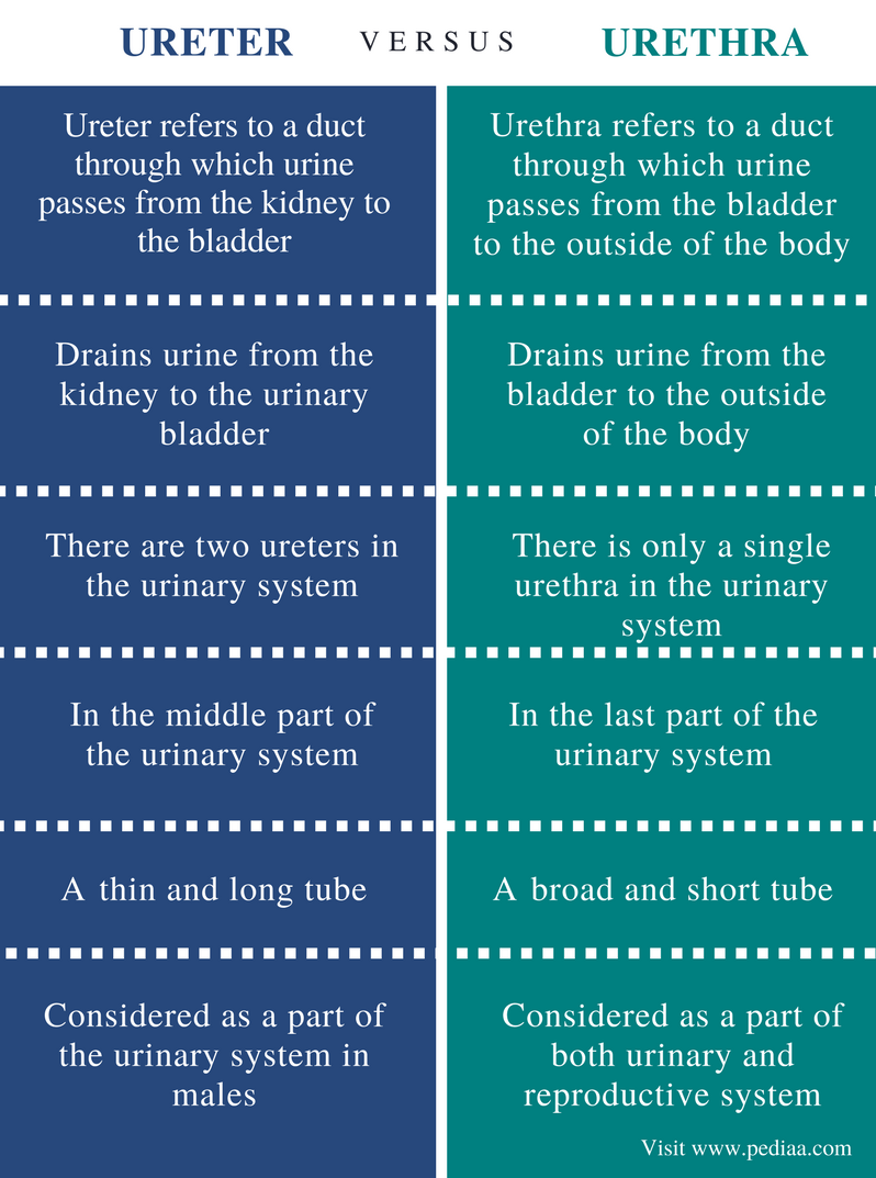 difference-between-ureter-and-urethra-pediaa-com