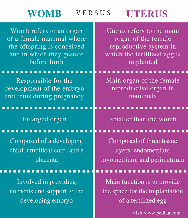 Difference Between Womb and Uterus Definition, Anatomy, Physiology and Differences