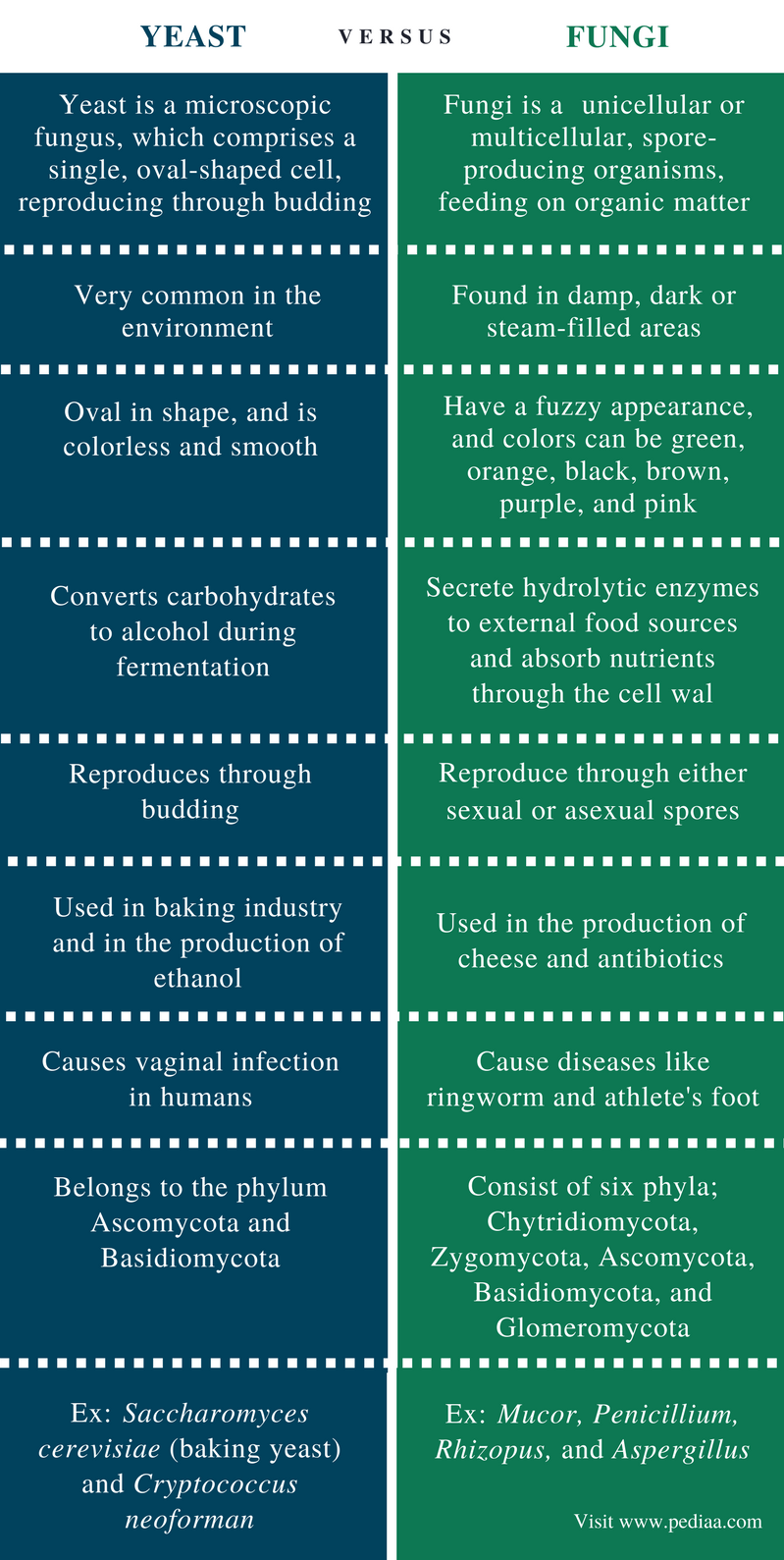 Difference Between Yeast And Fungi Definition Characteristics Role