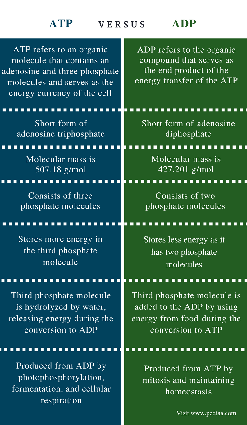 what-is-the-structural-difference-between-atp-and-adp-definition