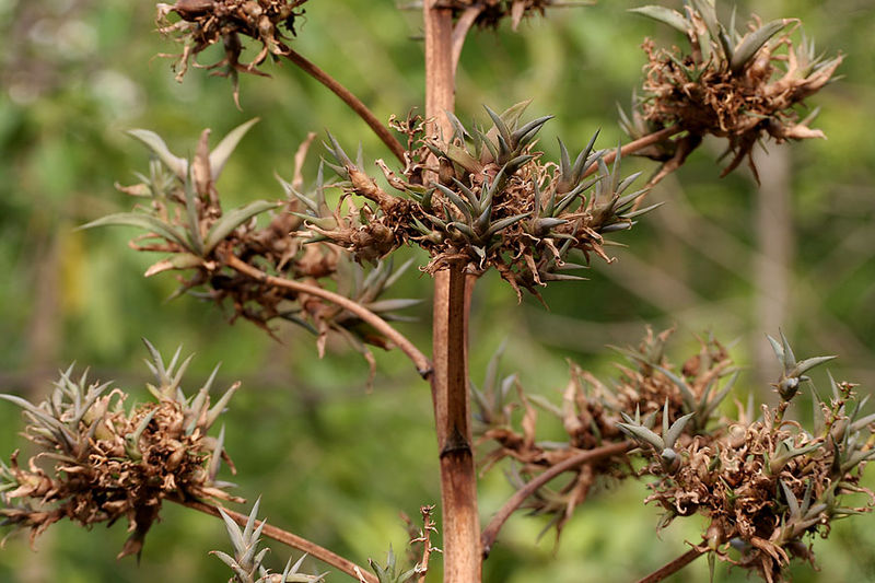 Difference Between Apomixis and Parthenocarpy