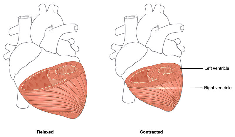 Difference Between Auricle and Ventricle | Definition, Structure