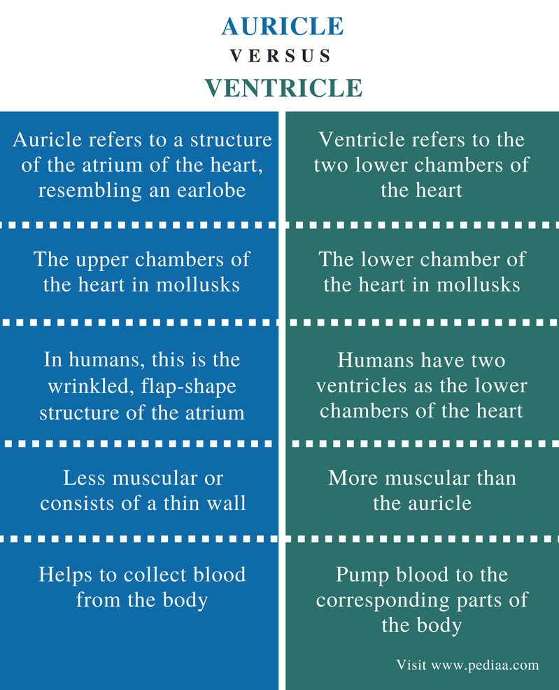 difference-between-auricle-and-ventricle-definition-structure