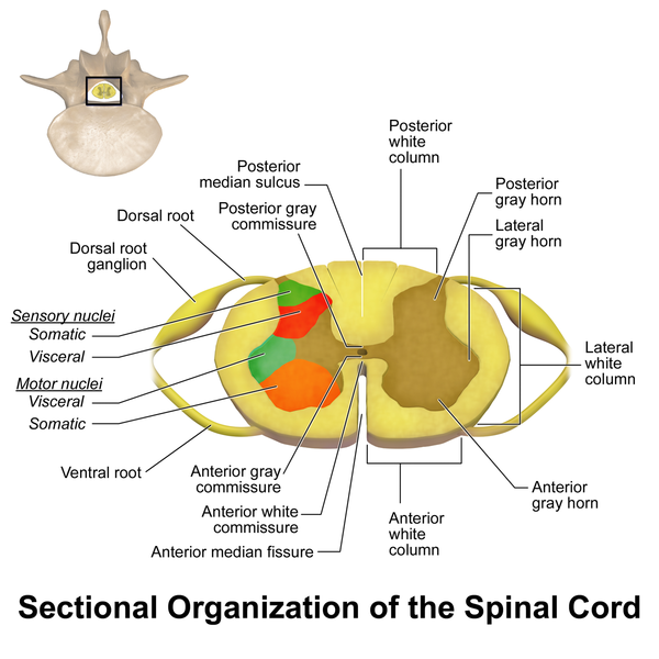 difference-between-brainstem-and-spinal-cord-definition-components