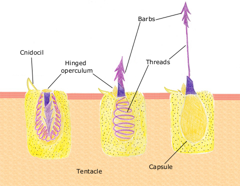 Difference Between Cnidocyte and Nematocyst