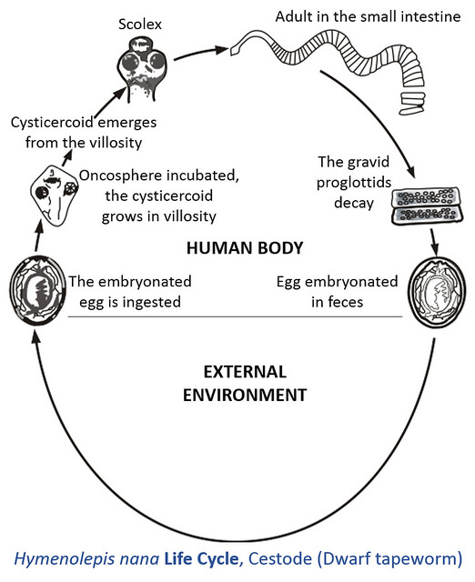 difference-between-definitive-host-and-intermediate-host-definition-facts-examples-differences