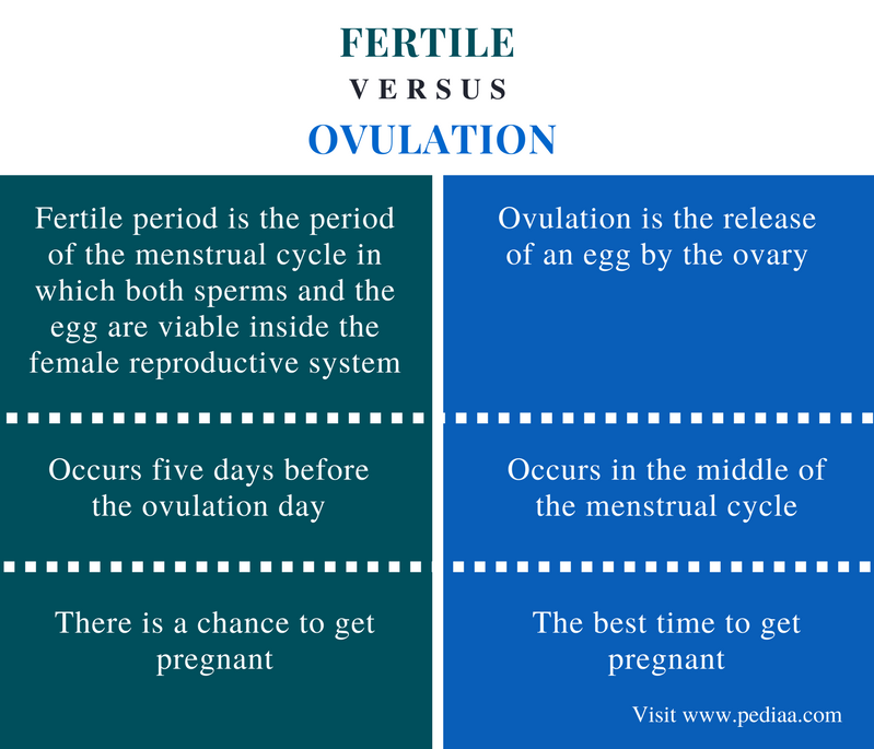 time between ovulation and menstruation