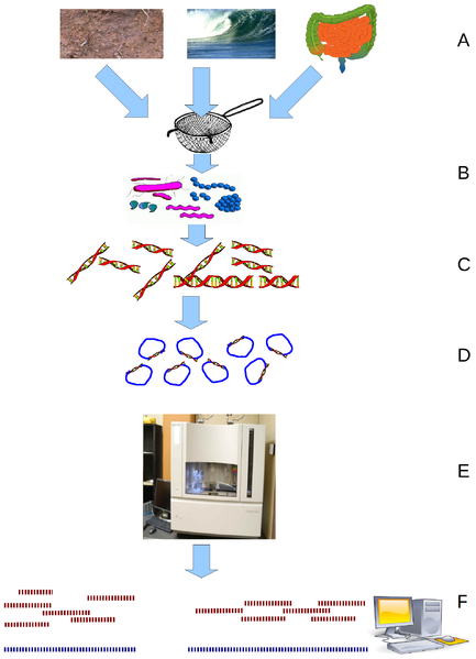 difference-between-genomics-and-proteomics-pediaa-com