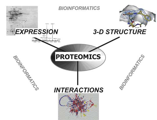 difference-between-genomics-and-proteomics-definition-techniques