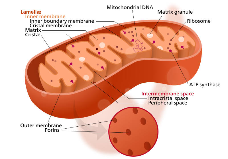 Main Difference - Golgi Bodies vs Mitochondria