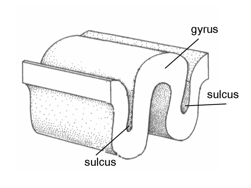Main Difference - Gyri vs Sulci