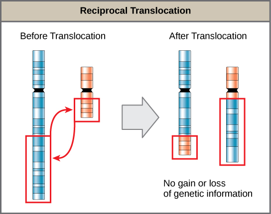 Difference Between Inversion And Translocation Definition Types 