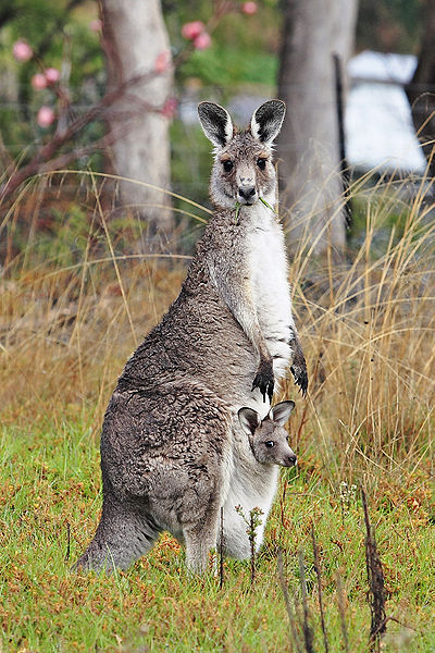 Difference Between Mammals and Marsupials