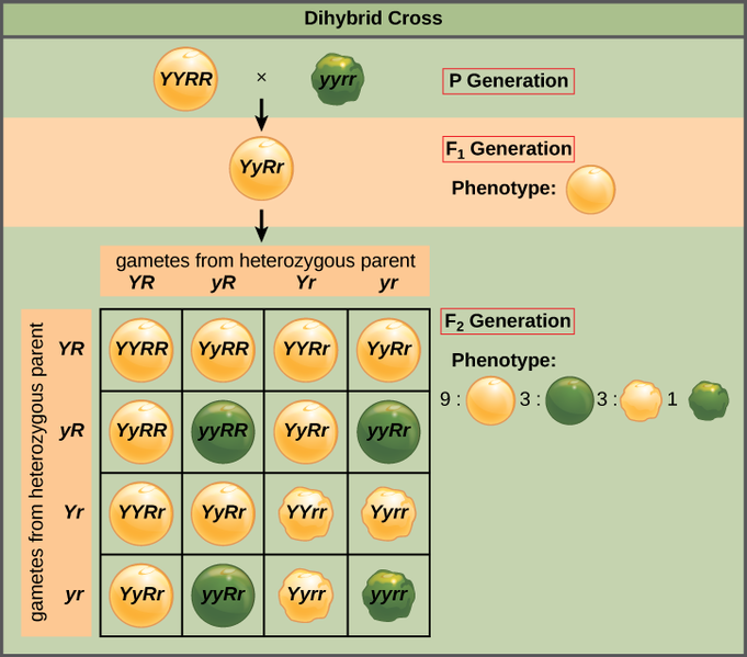 Difference Between Monohybrid Cross And Dihybrid Cross Definition